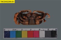 Sentinel crab Collection Image, Figure 5, Total 6 Figures